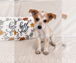 Small #1 Australian Cattle Dog