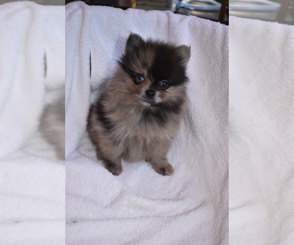 Medium Photo #4 Pomeranian Puppy For Sale in DINWIDDIE, VA, USA