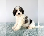 Small Bernedoodle (Miniature)