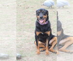Small #18 Rottweiler