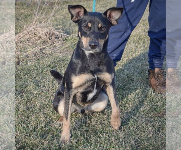 Medium Photo #2 German Shepherd Dog-Unknown Mix Puppy For Sale in Huntley, IL, USA