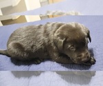 Small Photo #6 Labrador Retriever Puppy For Sale in LEXINGTON, NC, USA