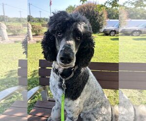 Poodle (Standard) Dogs for adoption in Pacolet, SC, USA