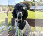 Small Poodle (Standard)