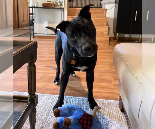 Medium Photo #2 Mutt Puppy For Sale in Minneapolis, MN, USA