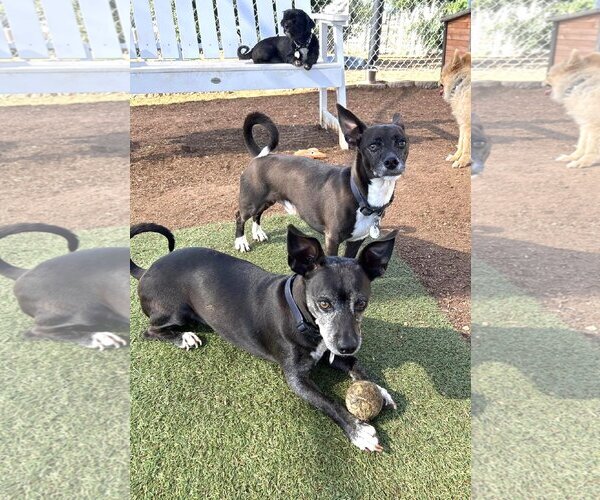 Medium Photo #4 Chihuahua-Unknown Mix Puppy For Sale in  Ramona, CA, USA