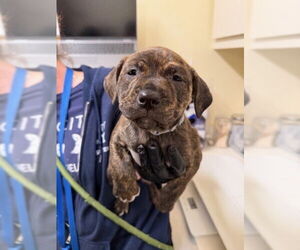 Mutt Dogs for adoption in Fremont, CA, USA