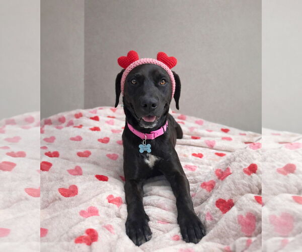 Medium Photo #1 Coonhound-Unknown Mix Puppy For Sale in Unionville, PA, USA