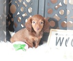 Small #2 Dachshund