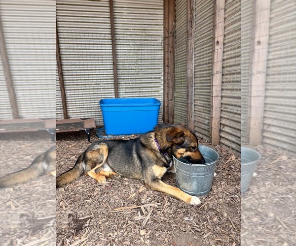 Medium Photo #9 Mutt Puppy For Sale in Rustburg, VA, USA