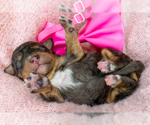 Bernedoodle (Miniature) Puppy for sale in ROY, UT, USA