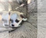 Small Photo #2 Chihuahua-Mal-Shi Mix Puppy For Sale in ONTARIO, CA, USA