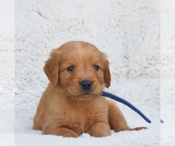 Medium Photo #1 Golden Retriever Puppy For Sale in NEW HOLLAND, PA, USA