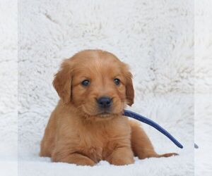 Golden Retriever Puppy for sale in NEW HOLLAND, PA, USA