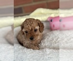 Puppy Sadie Cavapoo-Poodle (Toy) Mix