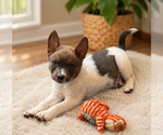 Small #1 Australian Shepherd Mix