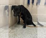 Small Labrador Retriever Mix