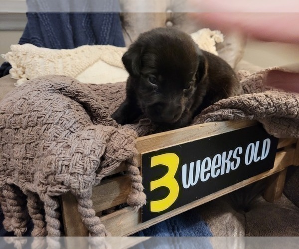 Medium Photo #18 Labrador Retriever Puppy For Sale in BONAIRE, GA, USA