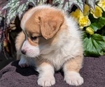 Small #2 Pembroke Welsh Corgi