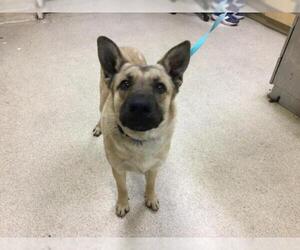 German Shepherd Dog Dogs for adoption in Riverside, CA, USA
