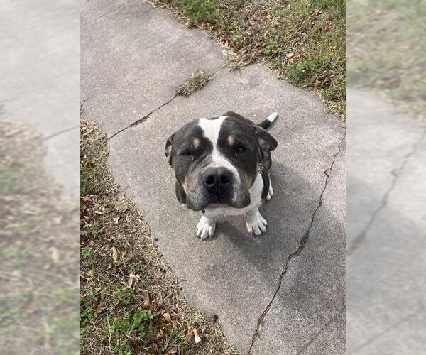 Medium Photo #1 American Pit Bull Terrier-Unknown Mix Puppy For Sale in Corpus Christi, TX, USA