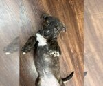 Small Photo #1 American Pit Bull Terrier-Unknown Mix Puppy For Sale in Wenonah, NJ, USA
