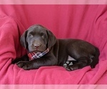 Small Photo #4 Labrador Retriever Puppy For Sale in KIRKWOOD, PA, USA