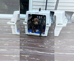 Small #1 Mutt