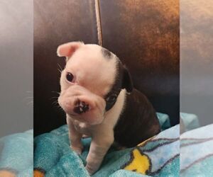 Boston Terrier Puppy for sale in INGLEWOOD, CA, USA