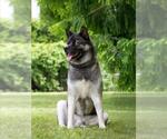 Small #1 Akita-Huskies  Mix