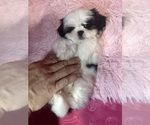Small #7 Shih Tzu