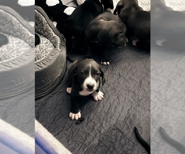 Medium Photo #10 Basset Hound-Great Dane Mix Puppy For Sale in KEANSBURG, NJ, USA