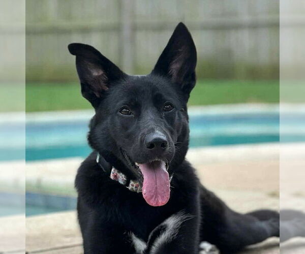 Medium Photo #1 Border Collie-Unknown Mix Puppy For Sale in Canton, CT, USA