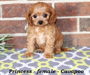 Cavapoo Puppy for sale in CLARKRANGE, TN, USA