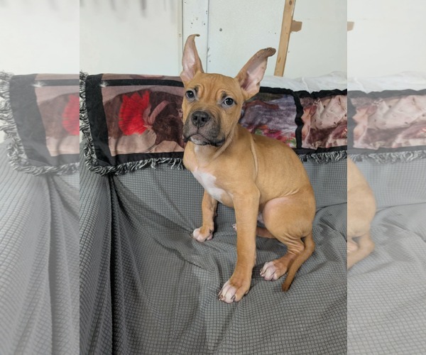 Medium Photo #5 American Bulldog-Unknown Mix Puppy For Sale in Oro Medonte, Ontario, Canada