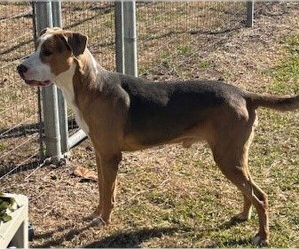 Medium Photo #2 English Coonhound-Labrador Retriever Mix Puppy For Sale in Houston, TX, USA
