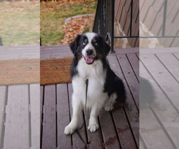 Medium Photo #1 Australian Shepherd Puppy For Sale in Sandy, UT, USA