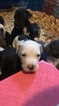 Small Photo #5 Great Dane-Unknown Mix Puppy For Sale in FONTANA, CA, USA