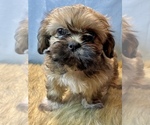 Small Photo #5 Shih Tzu Puppy For Sale in PARSONS, KS, USA