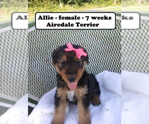 Airedale Terrier Puppy for sale in CLARKRANGE, TN, USA