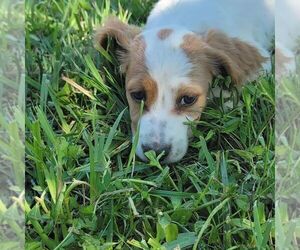 Brittany-English Setter Mix Puppy for sale in EAST BERNSTADT, KY, USA