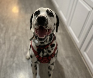 Dalmatian Puppy for sale in BEREA, KY, USA