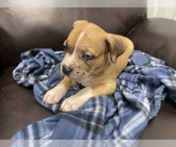 Medium Photo #129 American Bully Puppy For Sale in REESEVILLE, WI, USA