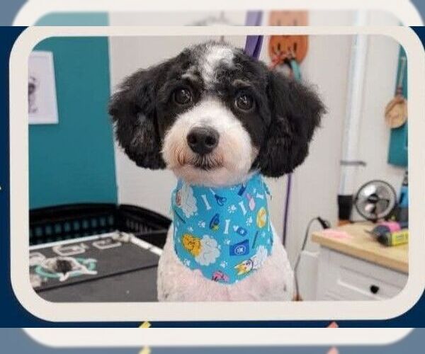 Medium Photo #2 Poodle (Miniature) Puppy For Sale in St. Louis Park, MN, USA