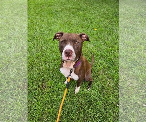 Mutt Dogs for adoption in Holly Springs, NC, USA