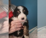 Small Photo #4 Miniature Bernedoodle Puppy For Sale in O FALLON, MO, USA