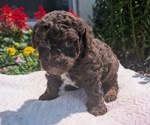 Small #10 Poodle (Toy)