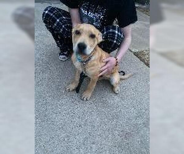 Medium Photo #4 American Pit Bull Terrier-Unknown Mix Puppy For Sale in Claremore, OK, USA
