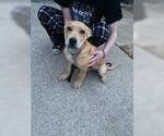 Small #3 American Pit Bull Terrier Mix