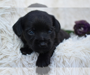 Chihuahua Puppy for sale in SENECA FALLS, NY, USA